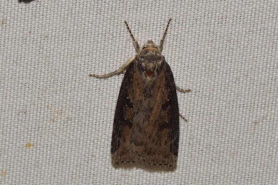 Chilodes maritima - négyfoltos nádibagoly
