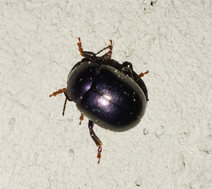 Chrysolina sturmi - vöröslábú levelész