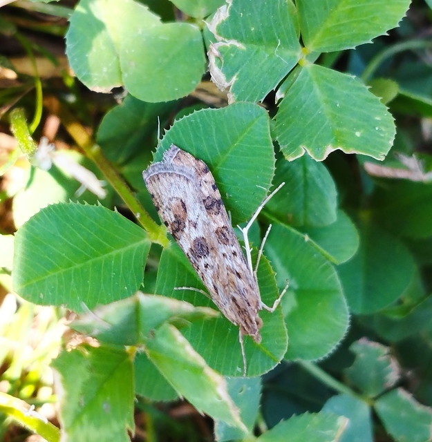 Nomophila noctuella - közönséges vándormoly