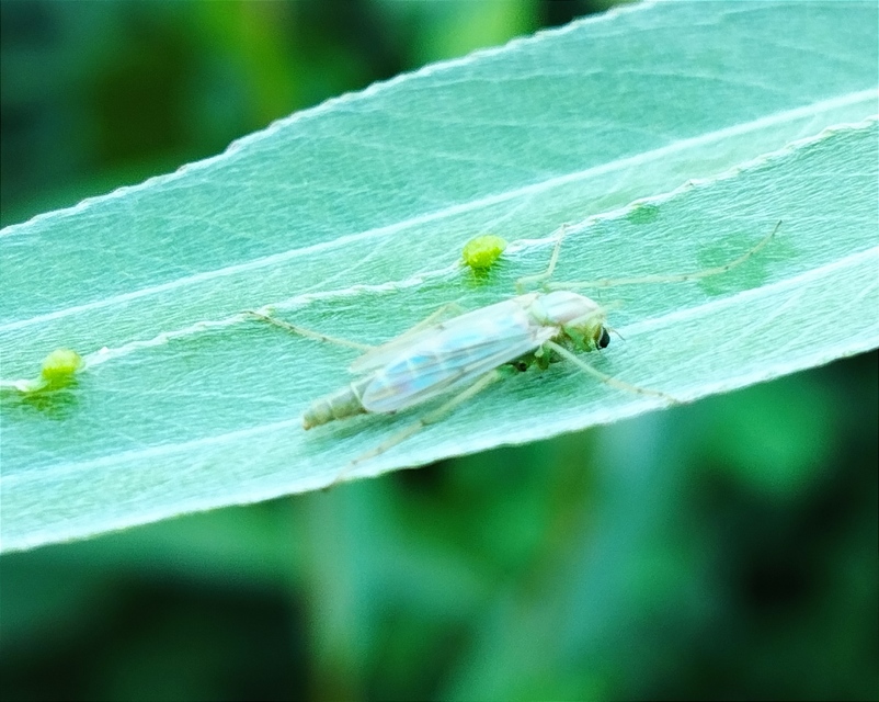 Chironomini