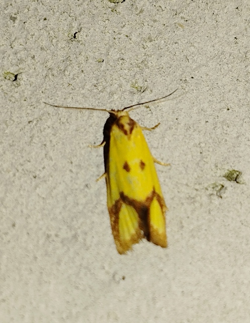 Agapeta zoegana - barnacsíkos sárgamoly