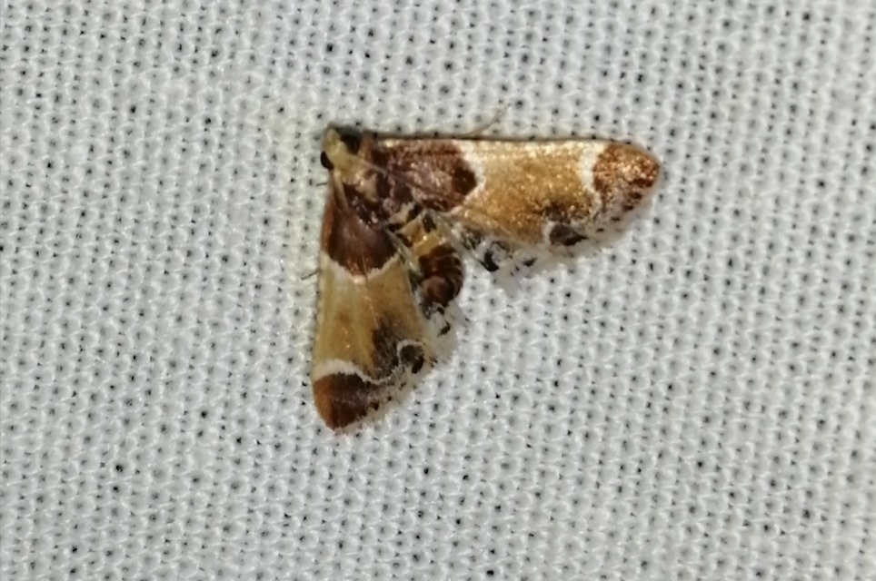 Pyralis farinalis - lisztilonca