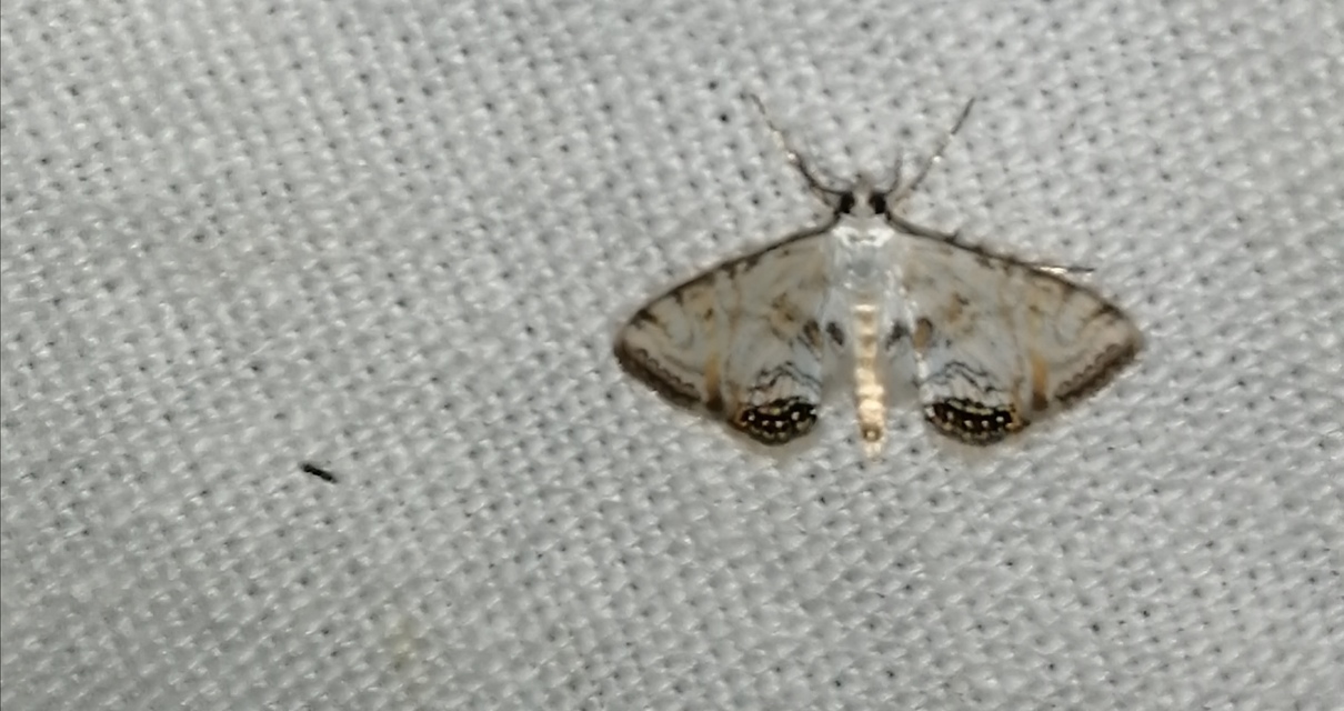 Cataclysta lemnata - békalencsemoly