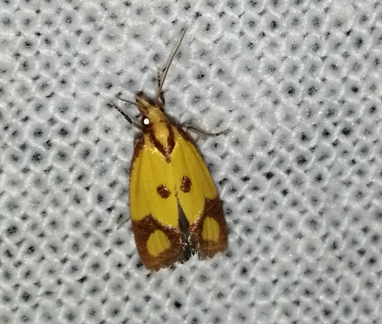 Agapeta zoegana - barnacsíkos sárgamoly