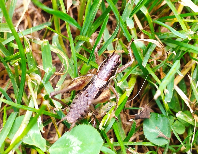 Pachytrachis gracilis - karcsú szöcske