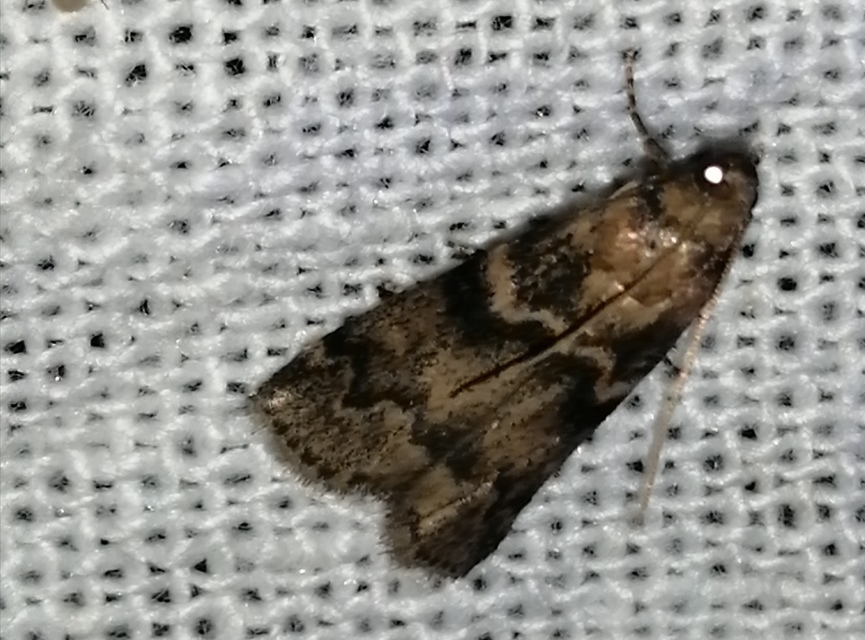 Euzophera pinguis - kőrislakó karcsúmoly