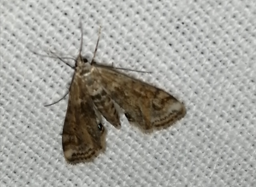 Cataclysta lemnata - békalencsemoly