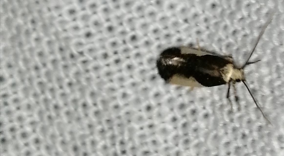 Monopis monachella - apácamoly