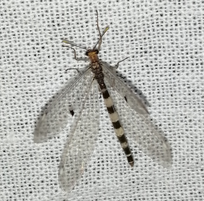 Megistopus flavicornis - kétfoltos hangyaleső