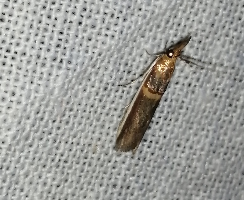 Etiella zinckenella - akácmoly