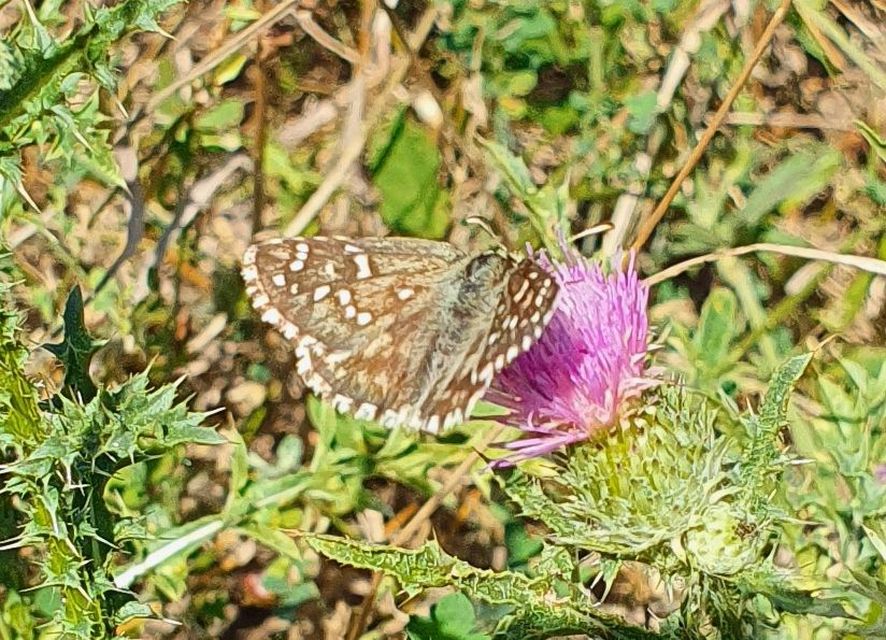 Pyrgus armoricanus - feles busalepke