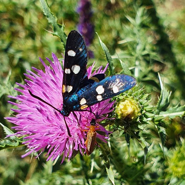 Zygaena ephialtes - változékony csüngőlepke