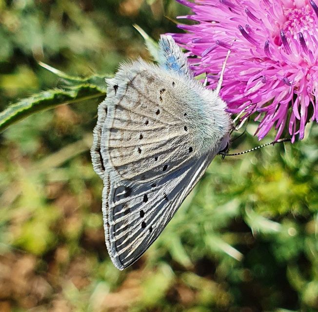 Polyommatus daphnis - csipkés boglárka