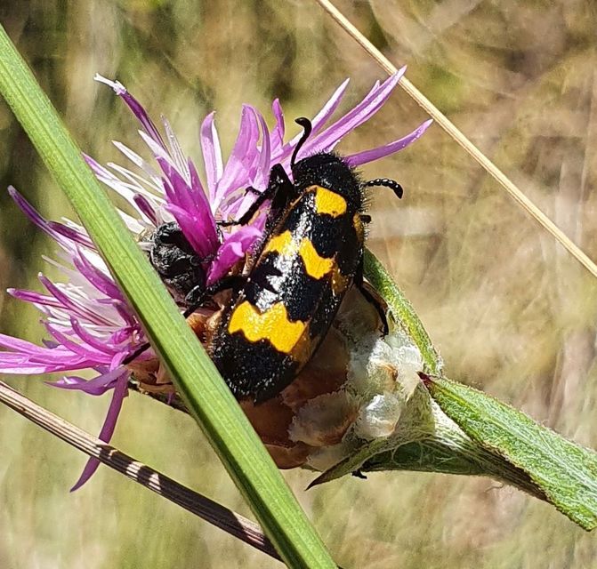 Mylabris variabilis - szalagos hólyaghúzó Mylabris variabilis - szalagos hólyaghúzó