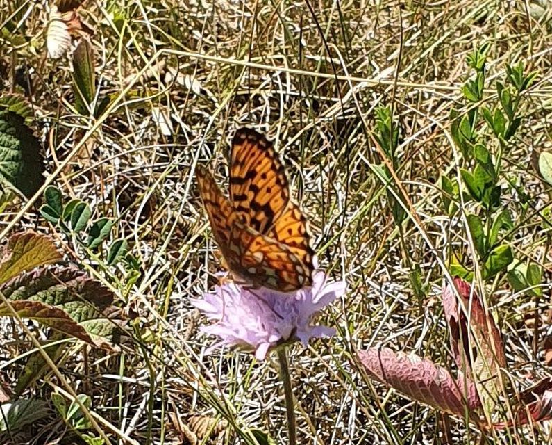 Boloria euphrosyne - árvácska-gyöngyházlepke