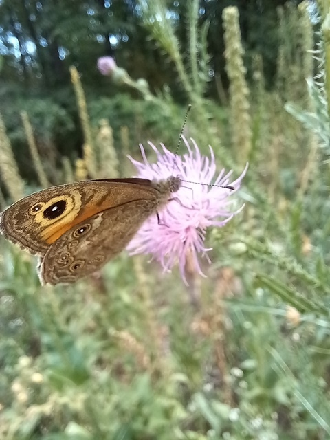 Lasiommata maera - nagyfoltú szemeslepke