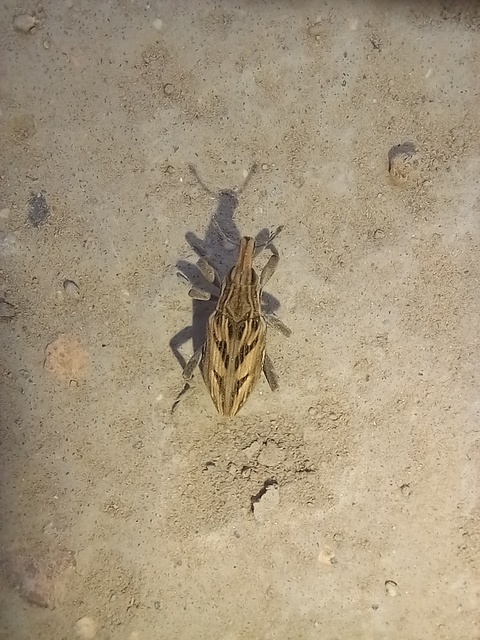 Coniocleonus nigrosuturatus - nyíljegyes barkó