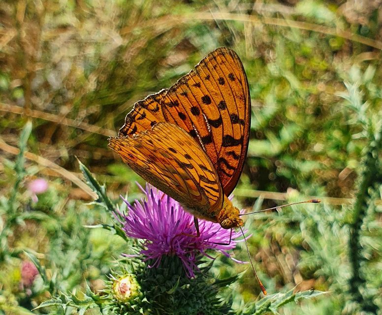 Argynnis adippe - ezüstös gyöngyházlepke