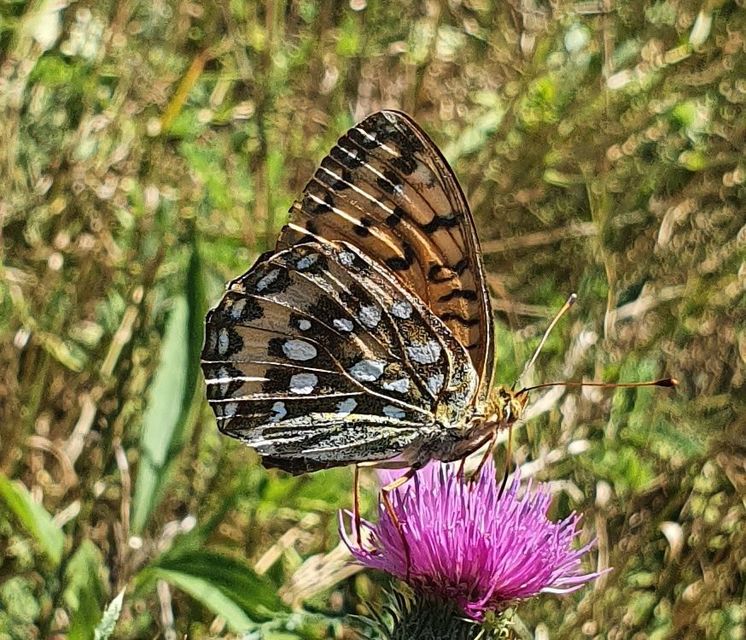 Argynnis aglaja - kerekfoltú gyöngyházlepke