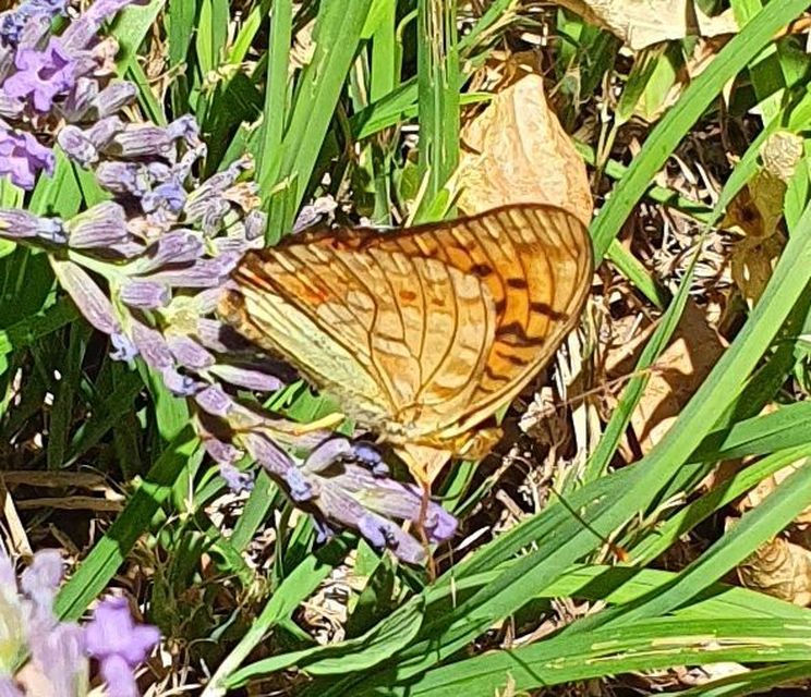 Argynnis adippe - ezüstös gyöngyházlepke
