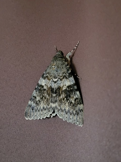Catocala elocata - közönséges övesbagoly