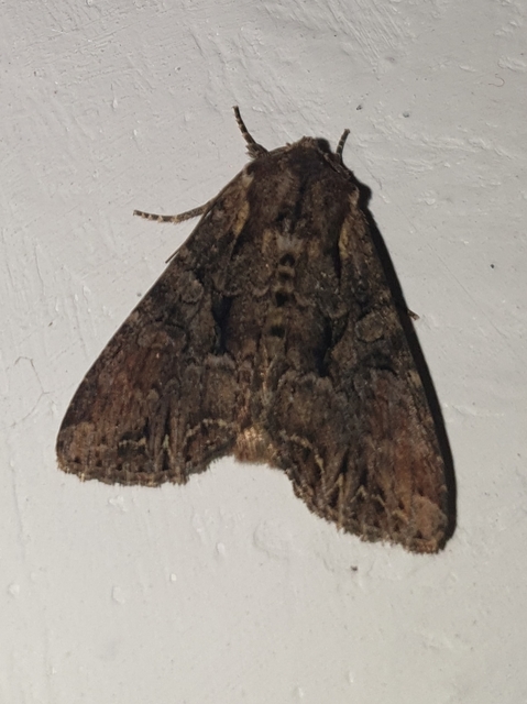 Lacanobia thalassina - borbolya-kertibagoly
