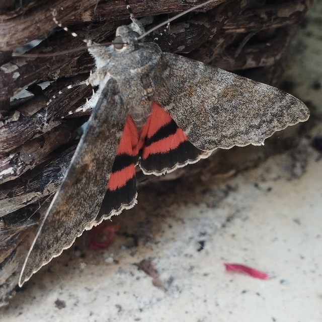 Catocala elocata - közönséges övesbagoly