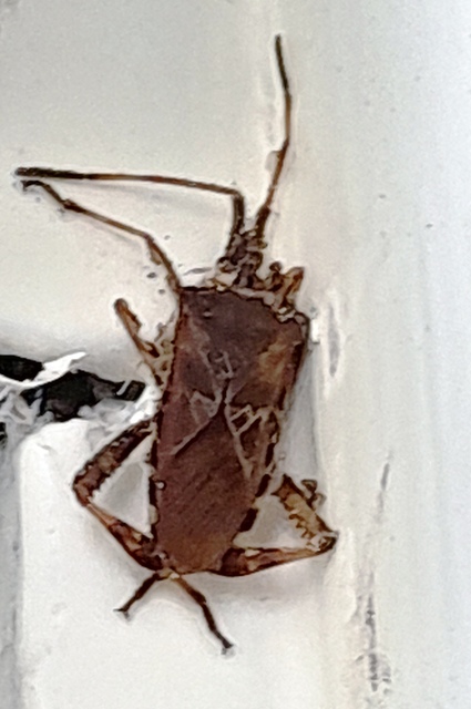 Leptoglossus occidentalis - nyugati levéllábú poloska