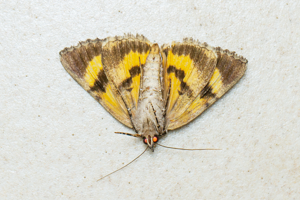 Catocala hymenaea - kökény-övesbagoly