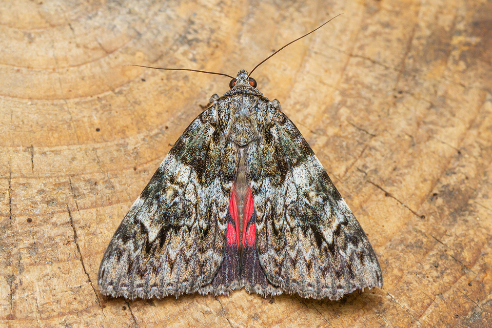 Catocala promissa - kis tölgyfa-övesbagoly
