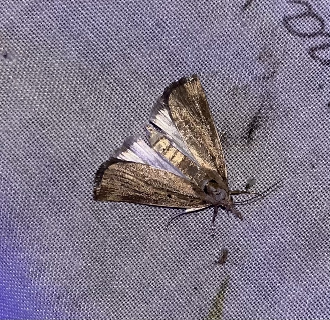 Calamotropha paludella - barna nádlevélmoly