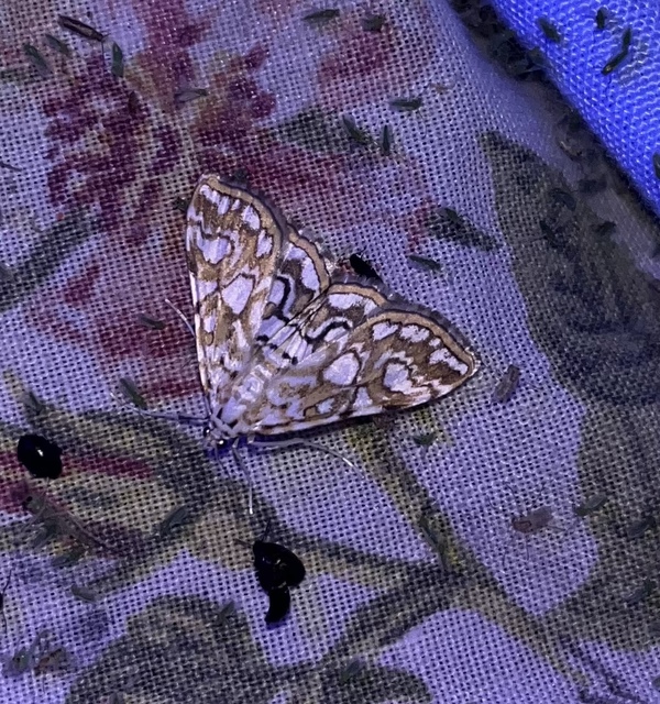 Elophila nymphaeata - tarka vízimoly