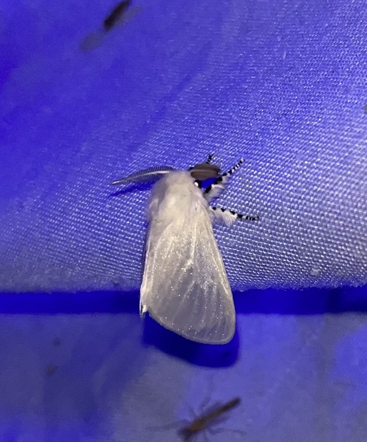 Leucoma salicis - fűzfaszövő