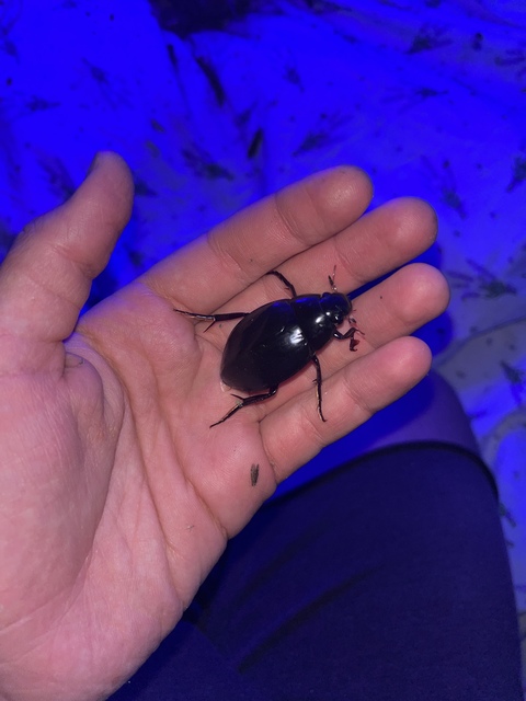 Hydrophilus piceus - közönséges óriáscsibor