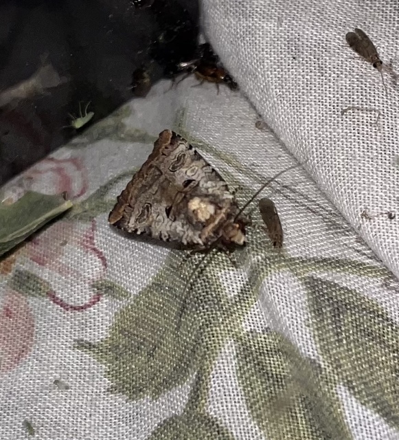 Epilecta linogrisea - karcsú sárgafűbagoly
