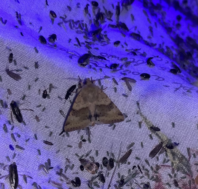Heliothis viriplaca - mácsonyabagoly
