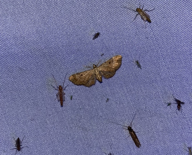 Eupithecia simpliciata - kerekszárnyú törpearaszoló