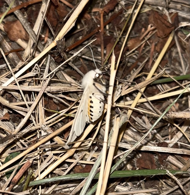 Spilarctia lutea - sárgás medvelepke