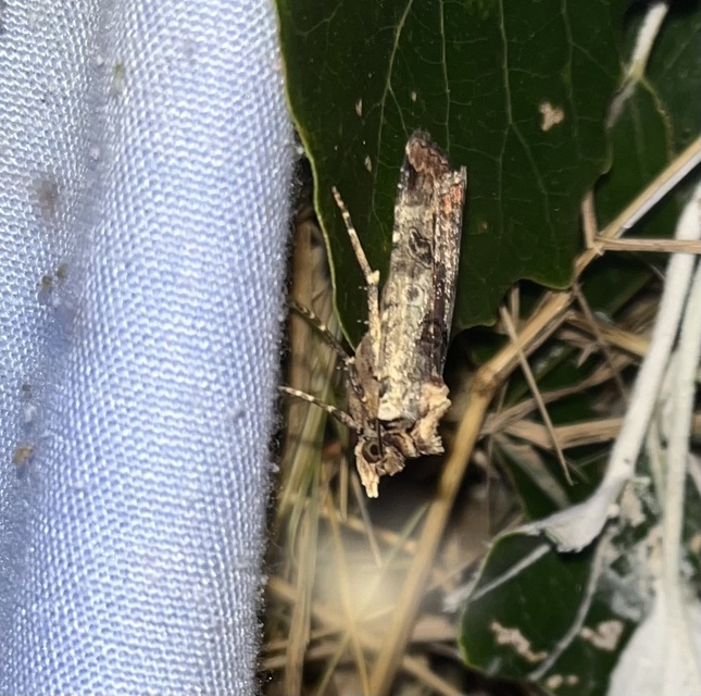 Epilecta linogrisea - karcsú sárgafűbagoly