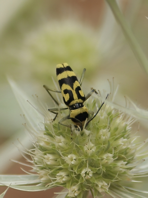 Chlorophorus varius - díszes darázscincér