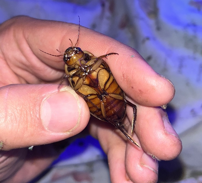 Dytiscus dimidiatus - tompacsípős csíkbogár