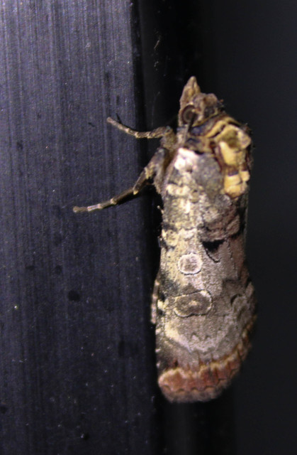 Epilecta linogrisea - karcsú sárgafűbagoly