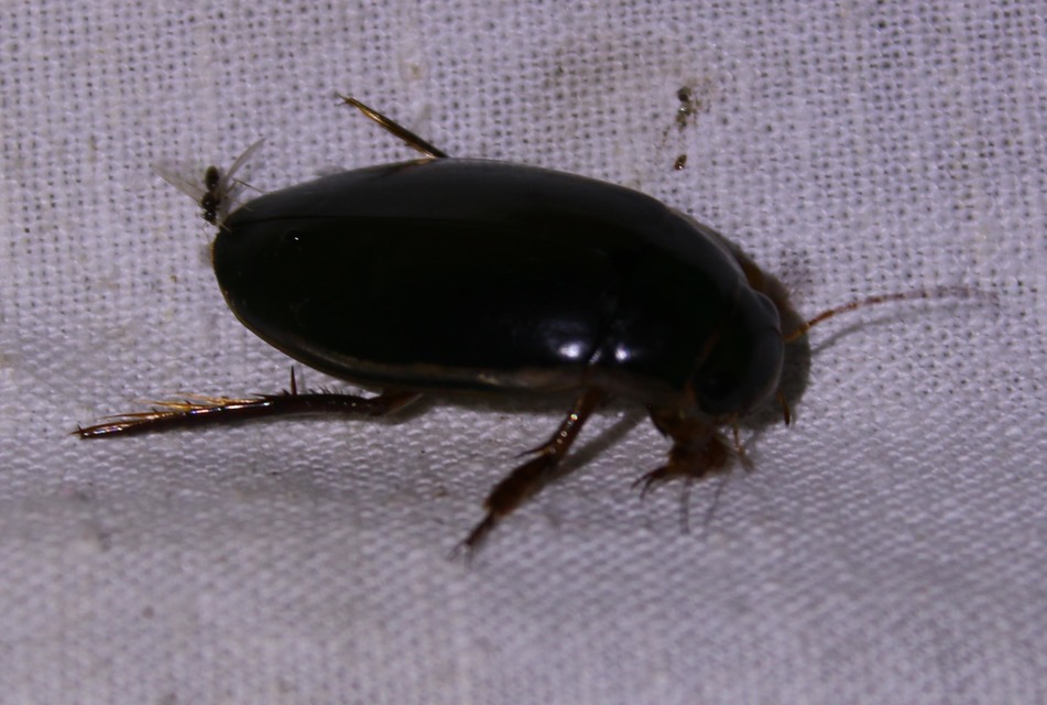 Dytiscus dimidiatus - tompacsípős csíkbogár