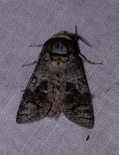Cossus cossus - fűzfarontólepke