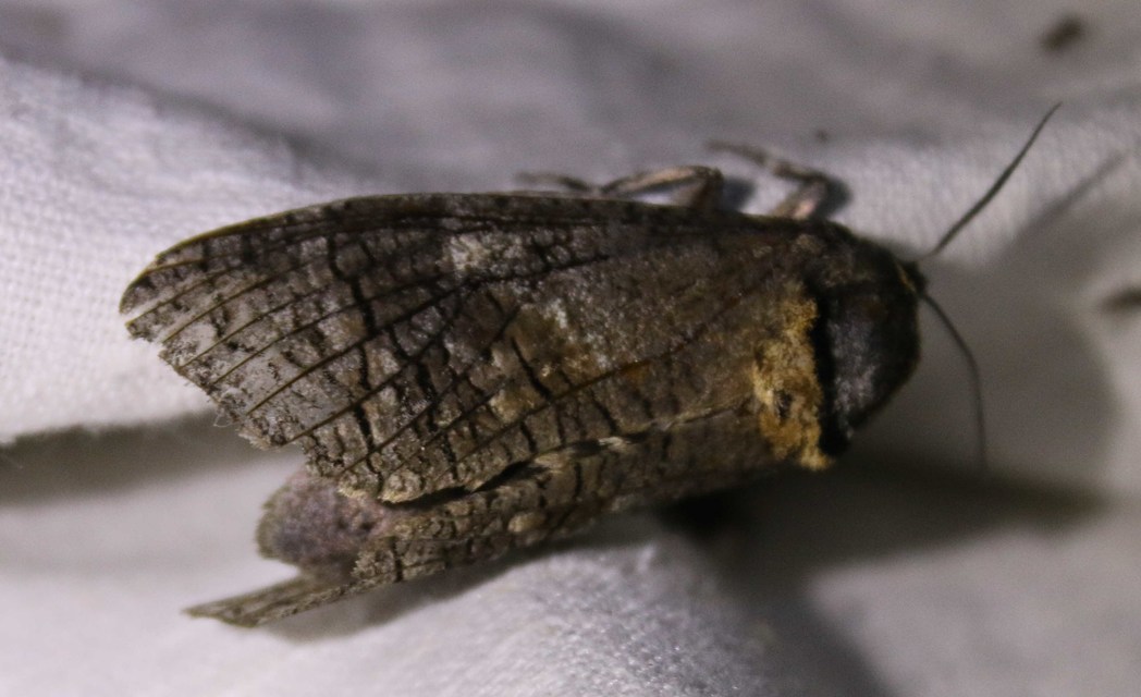 Cossus cossus - fűzfarontólepke
