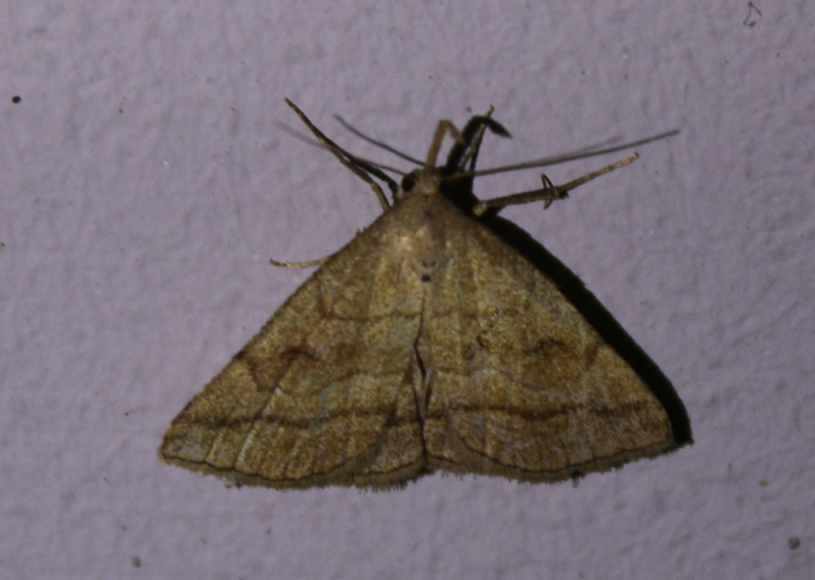 Polypogon gryphalis - láperdei karcsúbagoly