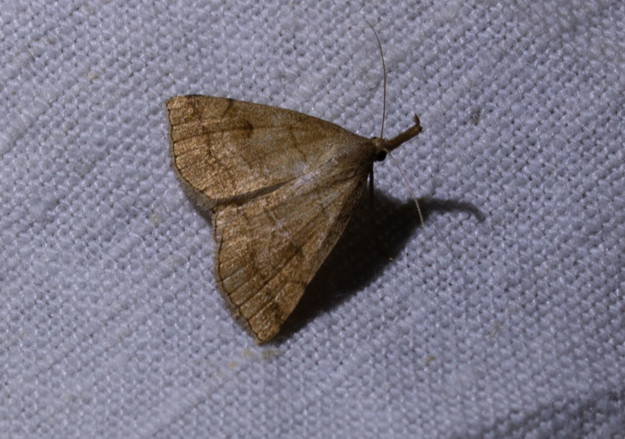 Polypogon gryphalis - láperdei karcsúbagoly