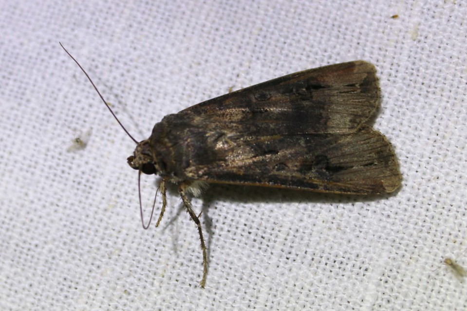 Agrotis ipsilon - nagy földibagoly