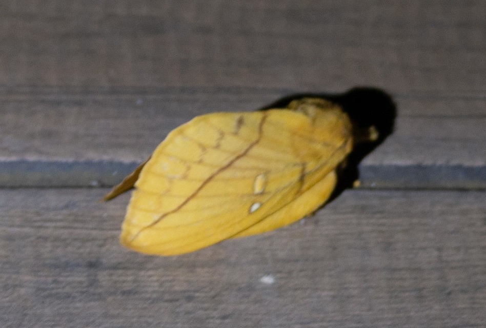 Euthrix potatoria - szomjas pohók