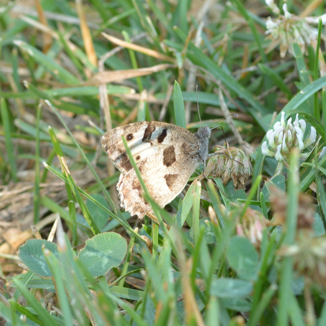Chazara briseis - tarka szemeslepke